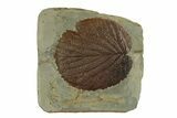 Paleocene Fossil Leaf (Davidia) - Glendive, Montana #269369-1